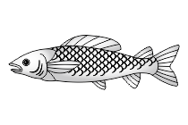 adler