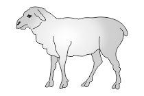 adler