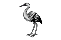 storch
