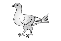 taube