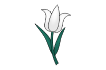 tulpe